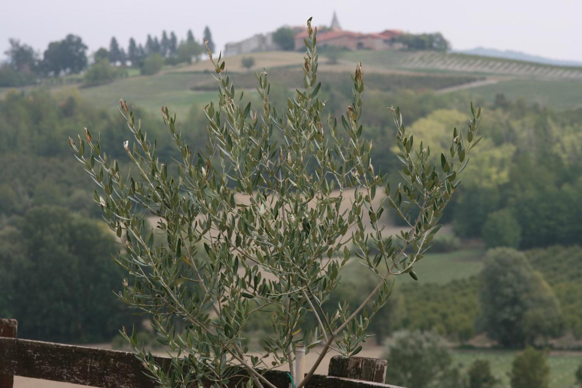 Cascina Fazioli Villa Alfiano Natta Exterior foto